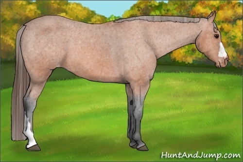 Horse Color:Bay Appaloosa