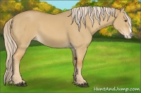 Horse Color:Palomino Dun Splash 
