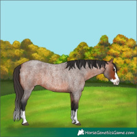Horse Color:Bay Roan Splash 