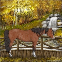 Horse Color:Bay Sabino Rabicano  and Bay Sabino Rabicano 