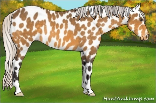 Horse Color:Silver Buckskin Appaloosa 