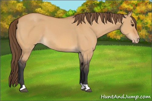 Horse Color:Bay Dun Appaloosa 