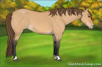 Horse Color:Bay Dun Appaloosa 