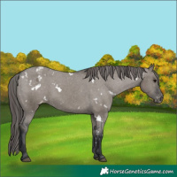 Horse Color:White Spotted Grullo Appaloosa 