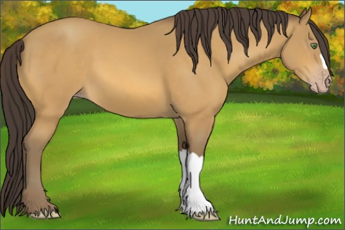 Horse Color:Amber Cream Champagne
