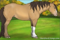 Horse Color:Amber Cream Champagne 
