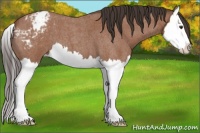 Horse Color:Bay Roan Splash Appaloosa 