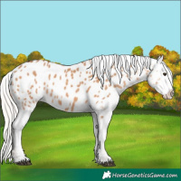 Horse Color:Silver Bay Dun Appaloosa 