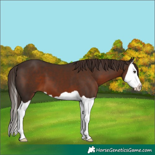 Horse Color:Liver Chestnut Splash 