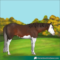 Horse Color:Liver Chestnut Splash 