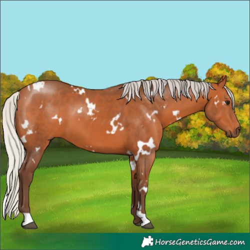 Horse Color:White Spotted Silver Bay 