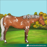 Horse Color:White Spotted Silver Bay 