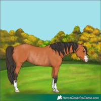 Horse Color:Bay Rabicano 