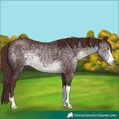 Horse Color:Platinum Chocolate Buckskin 