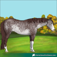 Horse Color:Platinum Chocolate Buckskin 