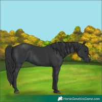 Horse Color:Black 