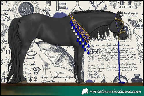 Horse Color:Black 