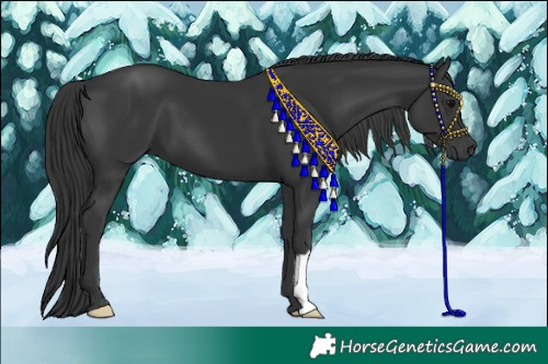 Horse Color:Black 