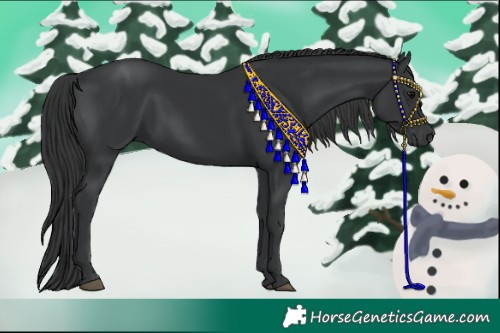 Horse Color:Black 