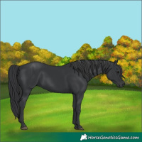 Horse Color:Black 