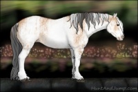 Horse Color:White Spotted Bay Dun Rabicano  and White Spotted Bay Dun Rabicano 