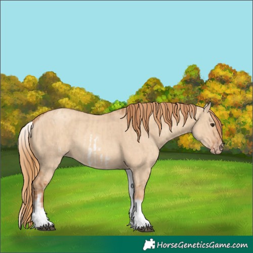 Horse Color:White Spotted Red Dun Rabicano  and White Spotted Gold Champagne Dun Rabicano 