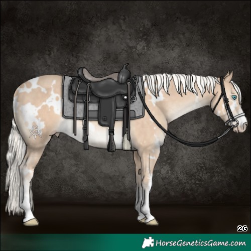 Horse Color:White Spotted Cremello 