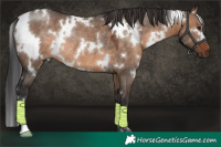Horse Color:White Spotted Brown Dun Rabicano 
