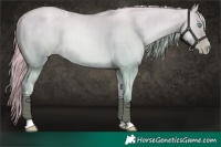 Horse Color:Platinum Chocolate Palomino Pearl Dun Tobiano Rabicano Brindle 