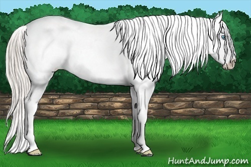 Horse Color:Chocolate Palomino Pearl Near Leopard 