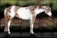 Horse Color:White Spotted Chestnut Sabino Frame 