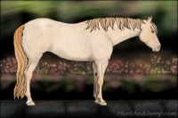 Horse Color:Gold Champagne Roan 