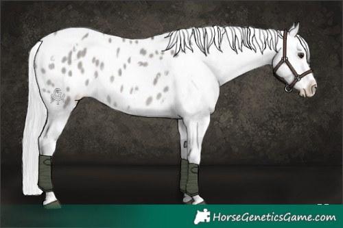 Horse Color:Platinum White Spotted Silver Brown Dun Appaloosa 