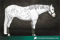 Horse Color:Platinum White Spotted Silver Brown Dun Appaloosa 