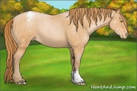 Horse Color:Bay Roan Pearl Appaloosa 