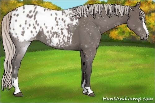 Horse Color:Silver Black Sabino Appaloosa 
