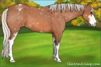 Horse Color:Silver Bay Sabino Appaloosa 
