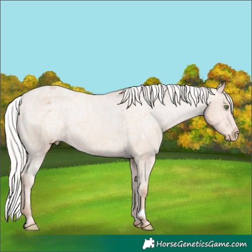 Horse Color:Silver Classic Champagne Appaloosa 