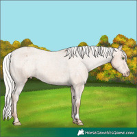 Horse Color:Silver Classic Champagne Appaloosa