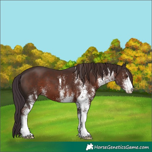 Horse Color:White Spotted Liver Chestnut 