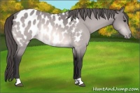 Horse Color:Platinum Buckskin Near Leopard 