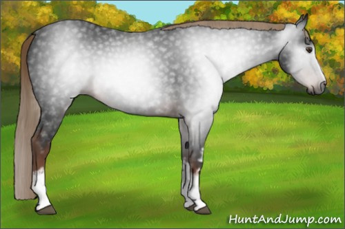 Horse Color:Gray White Spotted Liver Chestnut 
