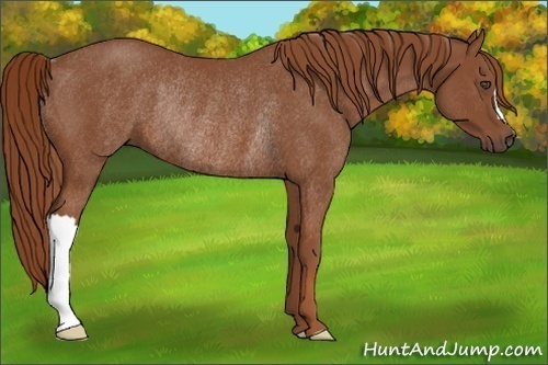 Horse Color:Chestnut Rabicano