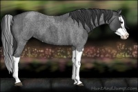 Horse Color:Blue Roan Sabino Splash  and Blue Roan Sabino Splash 