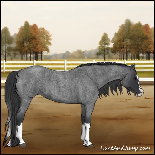 Horse Color:Blue Roan Splash 