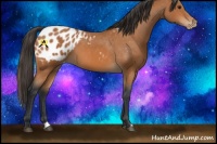 Horse Color:Bay Appaloosa 