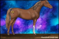 Horse Color:Chestnut Appaloosa 