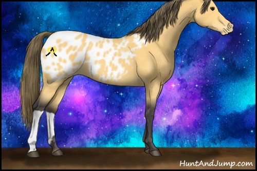 Horse Color:Buckskin Appaloosa 