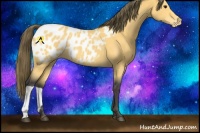 Horse Color:Buckskin Blanket 