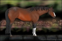 Horse Color:Bay 